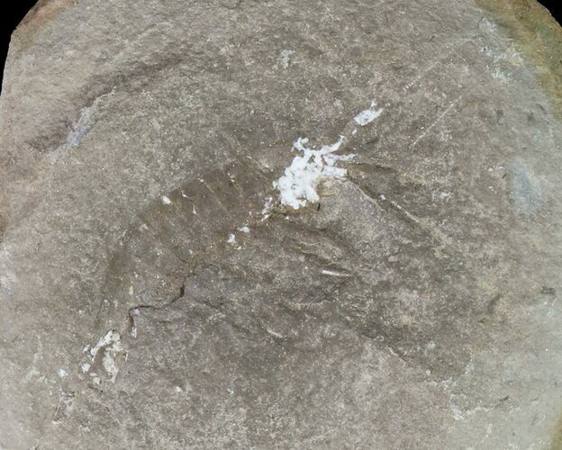 Unidentified Fossil Shrimp (Pos/Neg) - Mazon Creek #70615